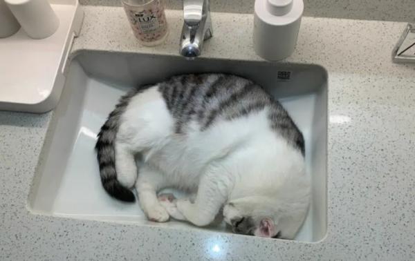 猫咪为什么喜欢睡洗手池里-图1