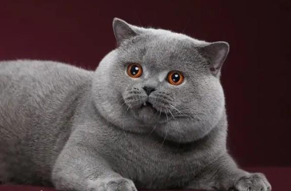 cfa冠军猫一般多少钱-图1