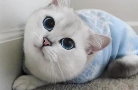 两个月公猫睾丸发育情况-1