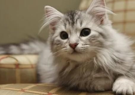 cfa比赛猫咪-图1