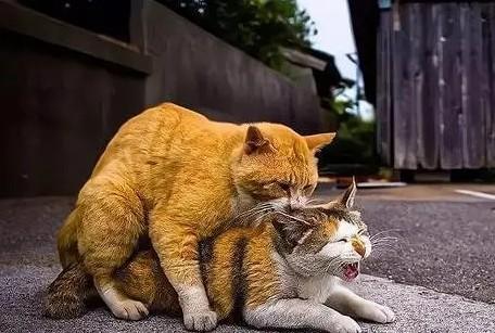 猫是怎么交匹配视频的-图1