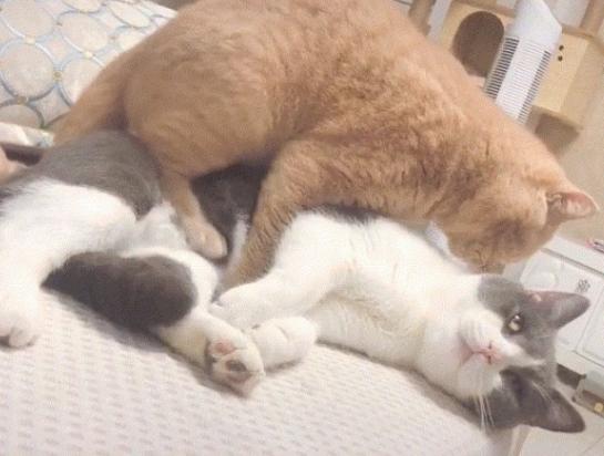 猫是怎么结交的-图1