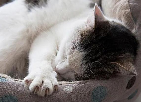 猫死了七天回灵