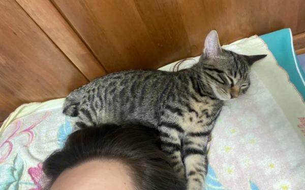 猫睡头顶有鬼-图1