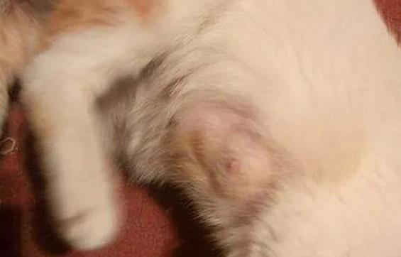 狗狗乳腺炎吃什么消炎药-图1