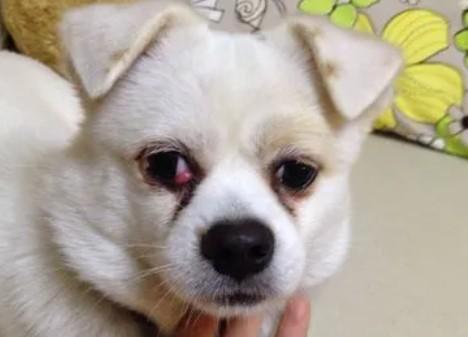为什么狗狗眼角长小包呢