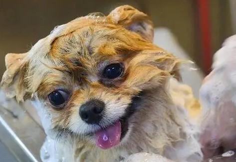 狗狗头发臭臭的怎么回事啊