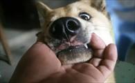 狗狗下嘴唇抖动怎么回事-图1