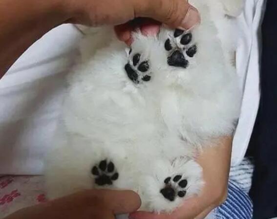 狗狗为什么剪脚底毛呢-图1