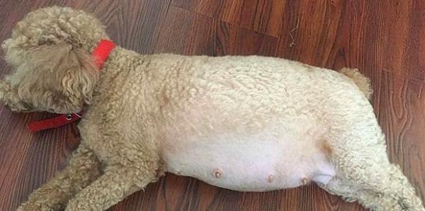 狗狗怀孕初期征兆有哪些症状-图1