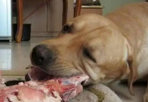 狗狗为啥不能吃猪肉