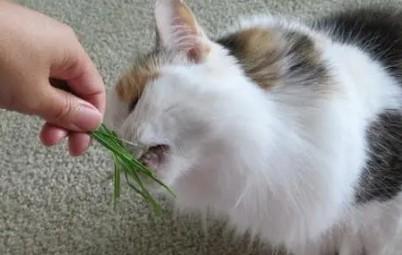 猫咪吸多了猫薄荷有害吗-图1