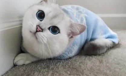 猫咪腋下有个软软的包-图1