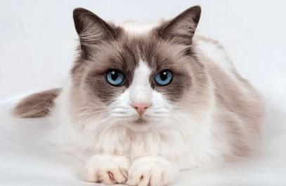 猫咪喂奶喘气呼哧呼哧的