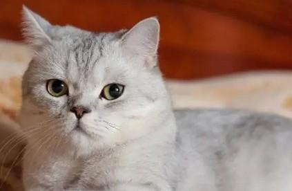 猫咪闻了一晚上蚊香怎么办-图1