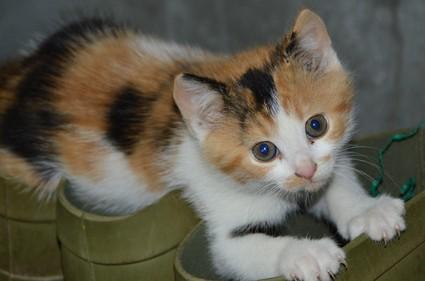 猫咪血栓后腿瘫痪怎么治疗-图1