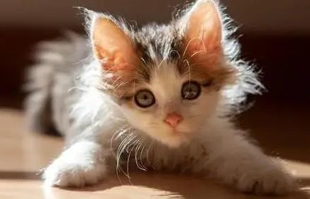 猫咪眼角有褐色分泌物-图1
