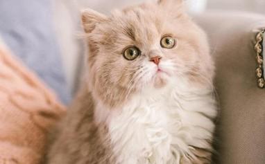 猫咪眼睛流褐色分泌物是怎么回事-图1