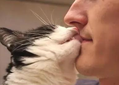 猫咪知道主人在亲热吗-图1