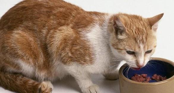 猫咪消瘦食欲不振没有精神-图1