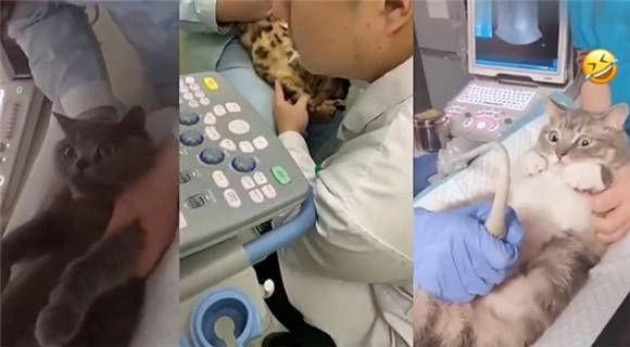 猫咪做个b超一般多少钱-图1