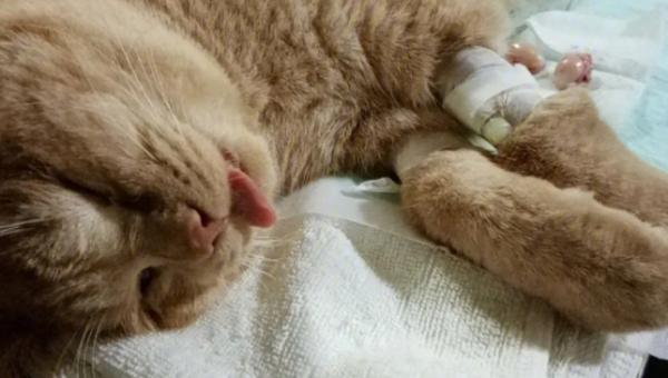 猫咪只有一个蛋蛋绝育花费-图1