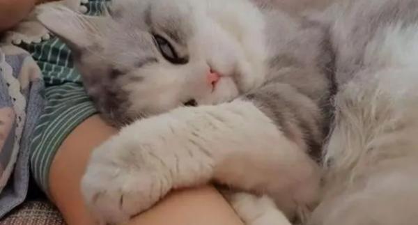 猫咪喜欢什么样的主人-图1