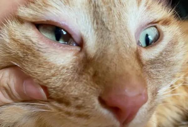 猫咪眼睛发炎会自愈吗-图1