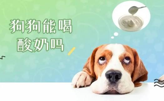 两个月狗狗能喝酸奶吗-图1