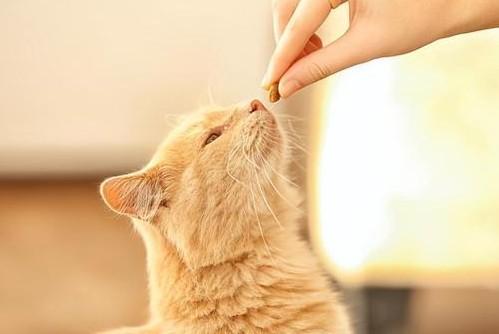 猫咪需要主人经常陪伴吗-图1