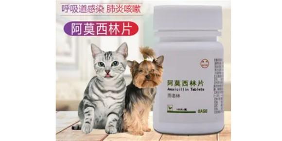 猫咪消炎药哪个好用