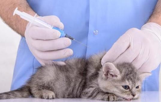 猫咪需要每年打疫苗吗-图1