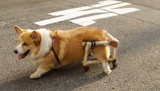 为什么狗狗走路站不稳