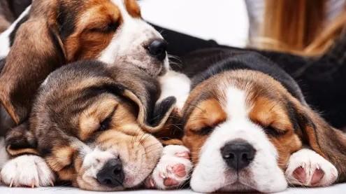 宠物狗得了犬瘟能活多长时间-图1