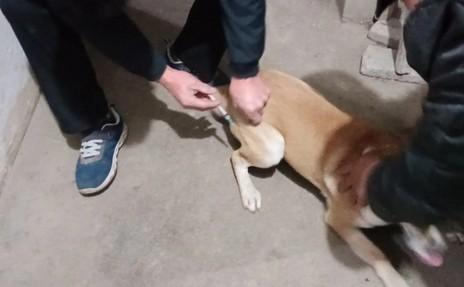 狗狗打针出血怎么回事-图1