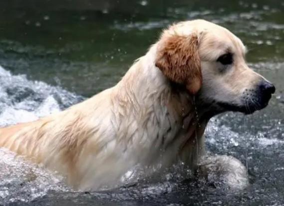 为什么狗狗总在水里泡水呢
