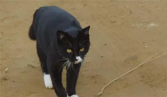 白脚黑猫进入家有什么事-图1