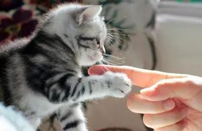 猫太粘人了怎么办-图1