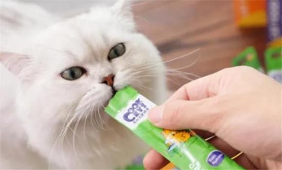 猫条多久喂一次-图1