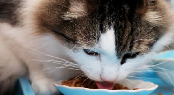 猫咪只吃猫粮不吃别的东西怎么办-图1