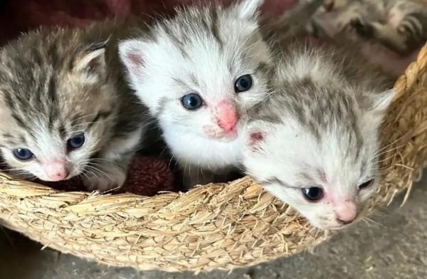 猫是什么时候传入中国的-图1