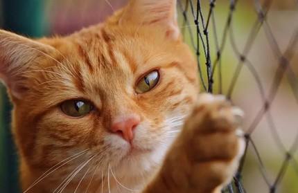猫咪一年能生几窝小猫-图1