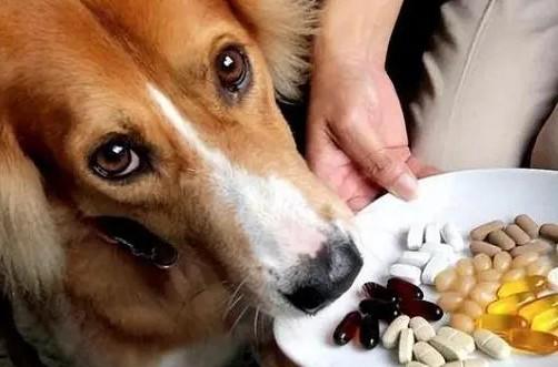 狗狗驱虫药什么时间吃最好呢