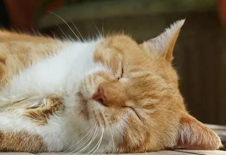 猫睡眠时间正常是多长-图1