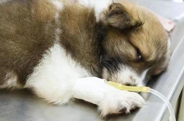 狗狗犬瘟为什么会拉稀呢-图1