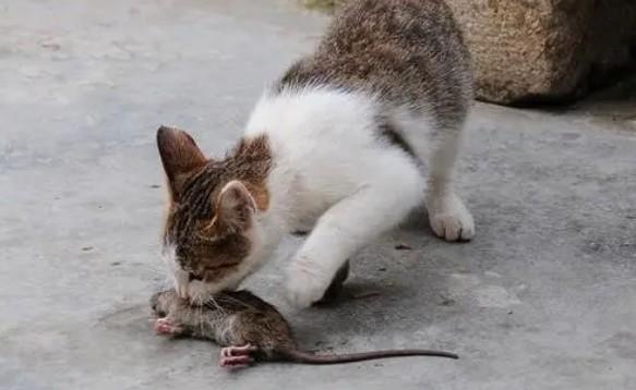 猫是怎么把老鼠吃掉的-图1