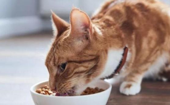 猫瘦了是什么原因