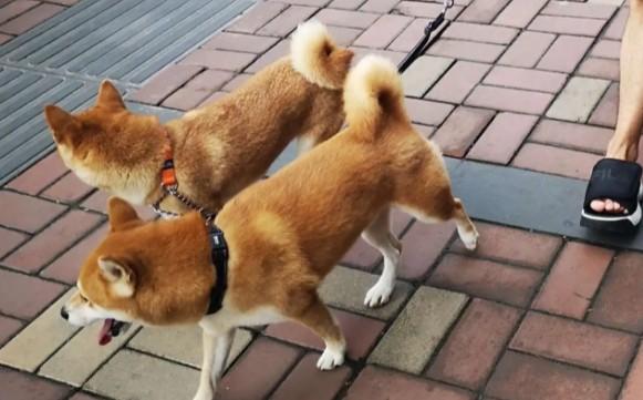 遛完狗狗为什么很臭怎么回事-图1