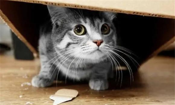 猫受到惊吓后的症状-图1