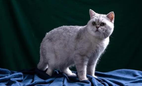 猫是怎么变成宠物的-图1